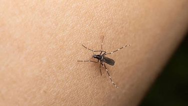 Distribución de casos de dengue en Argentina