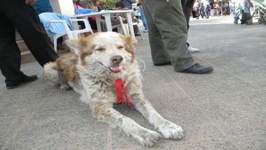 Los perros que lleguen con los peregrinos serán identificados con cintas de colores.