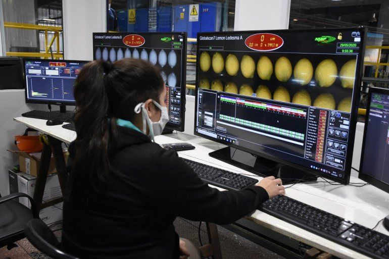 Trabajo del equipo de Ledesma para la exportaci&oacute;n de limones.