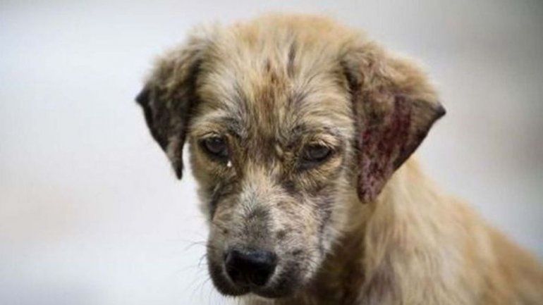 Buscan frenar el maltrato y la crueldad animal en Jujuy. 