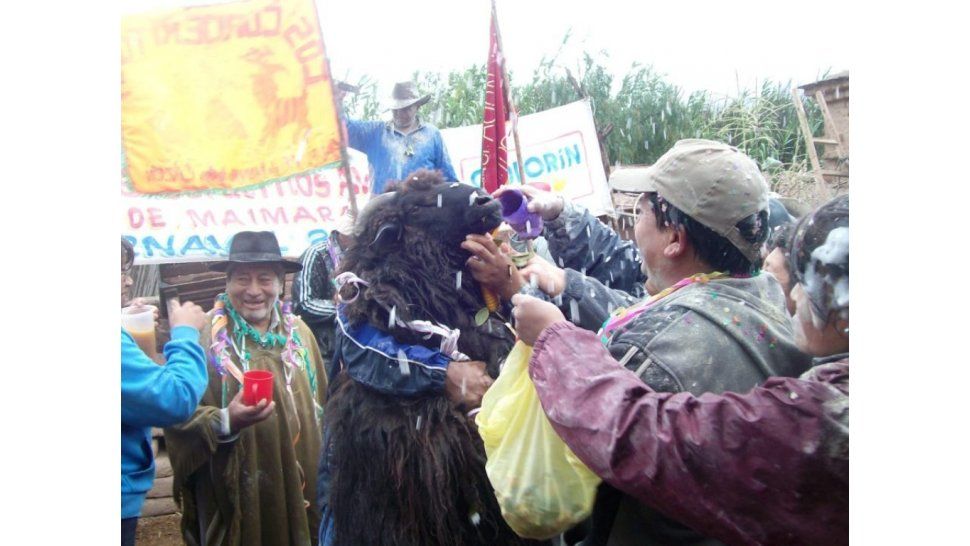 Chaya, señalada y enfloramiento