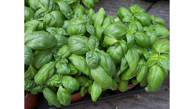 Albahaca