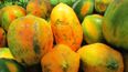 jujuy aporta casi el 20% de la papaya que ingresa al principal mercado mayorista del pais