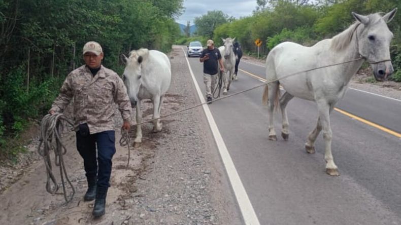 Caballos secuestrados y siniestros viales: qué dice la ley y cuánto se paga por dejar animales sueltos Caballos secuestrados y siniestros viales: qué dice la ley y cuánto se paga por dejar animales sueltos