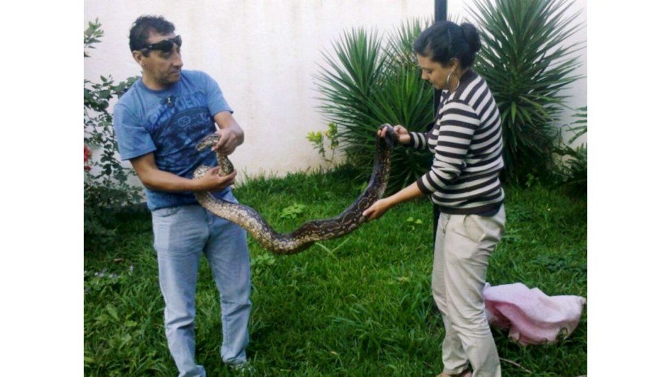 Lampalagua boa o vizcachera