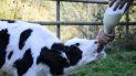 Recomiendan no consumir leche de vaca&nbsp;