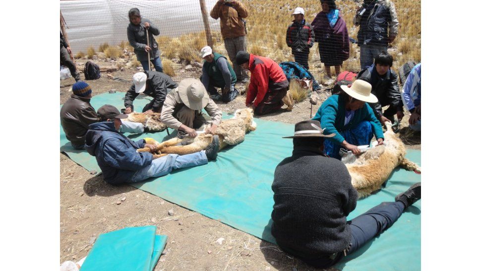 Esquila de vicuñas
