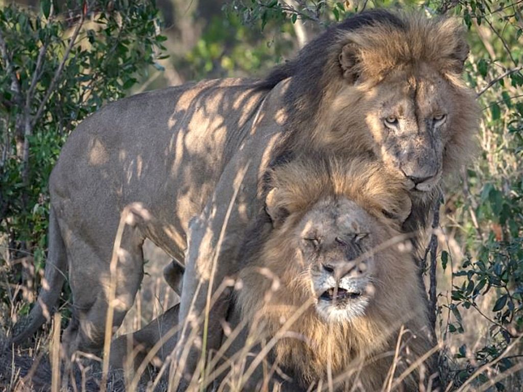 Leones gay