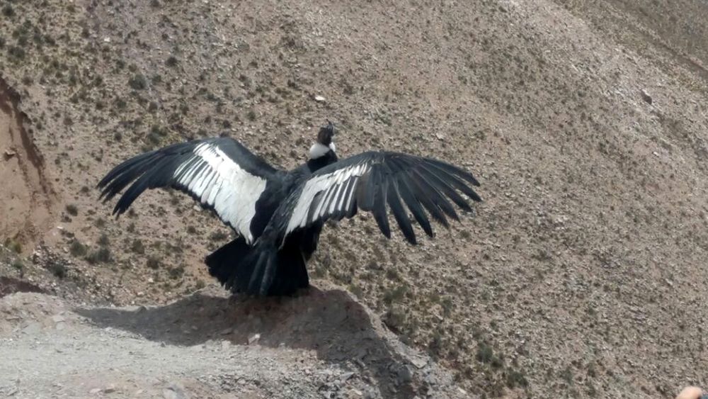 Willaq, el cóndor andino, volvió al cielo de la puna jujeña tras un año de rehabilitación