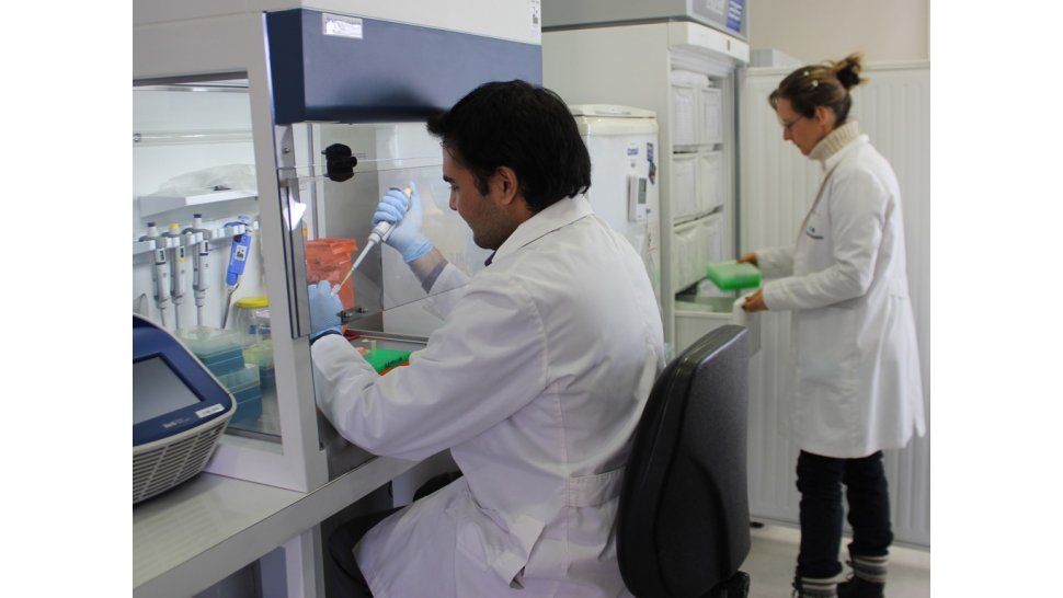 Investigaciones en genética - archivo