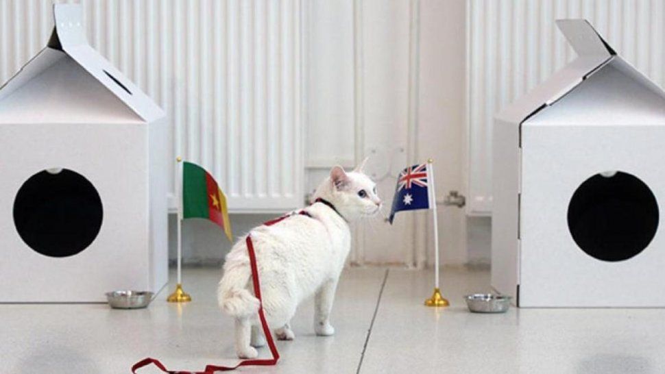 Aquiles: el gato sordo que pronosticará los resultados del Mundial 2018