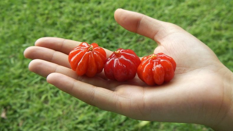 Pitanga, la fruta brasileña que crece en Jujuy y ayuda a fortalecer las defensas.