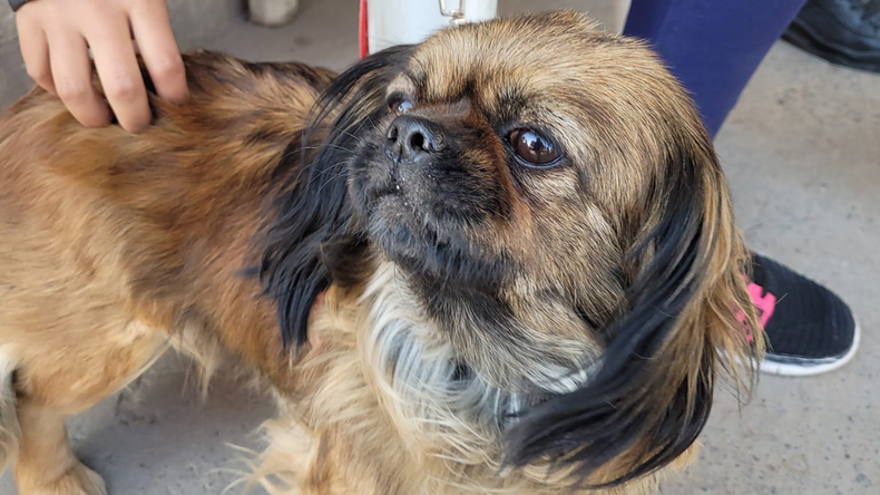 Alto Comedero: Zoonosis brinda servicios para tu mascota