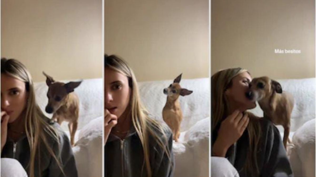 Las interacciones entre la mascota y su dueña generaron fascinación en los usuarios de TikTok. &nbsp;