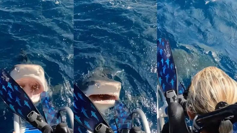 Hawái: una buceadora casi sufre el ataque de un tiburón.&nbsp;