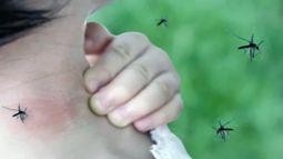 Los investigadores sumergieron larvas en agua dentro de unos frascos cerrados con sensores de oxígeno y sin acceso a aire atmosférico.