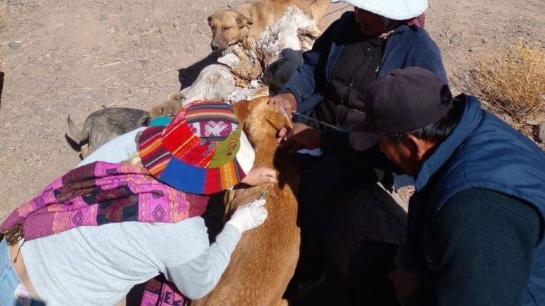 Purmamarca: operativo de vacunación antirrábica