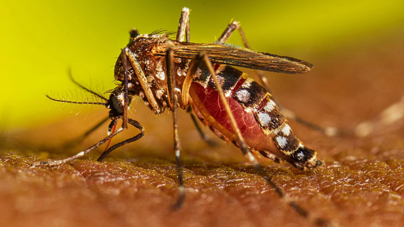 Salta tiene más de 150 casos confirmados de Chikungunya entre 2025 y 2026