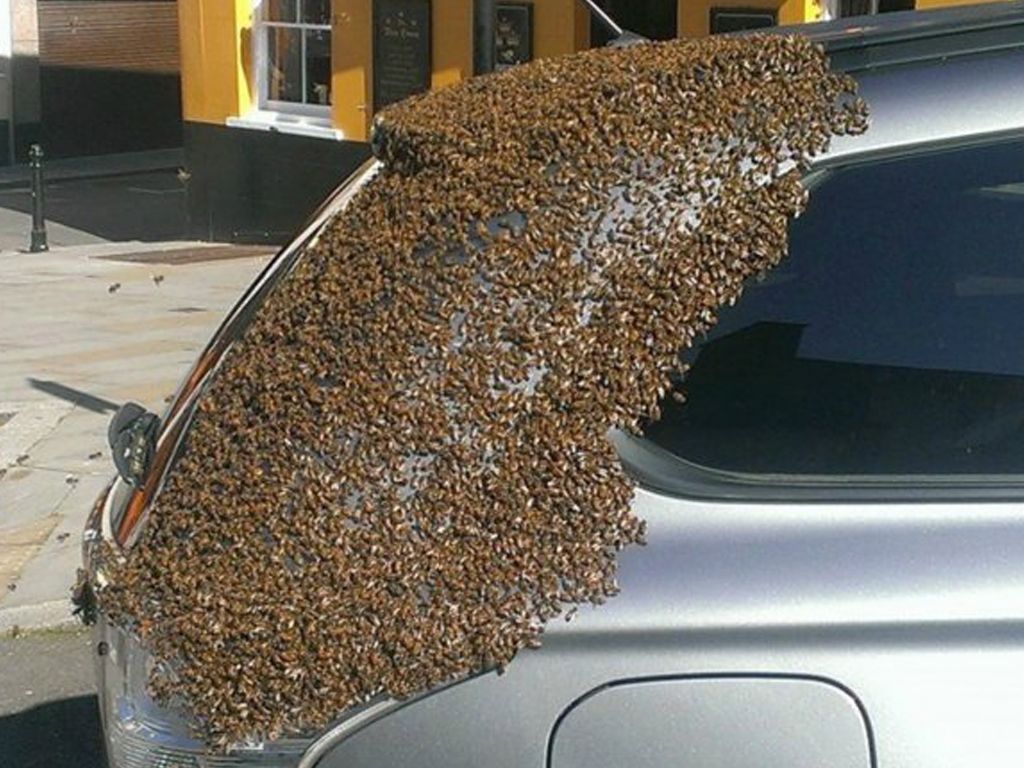 Abejas persiguen un auto