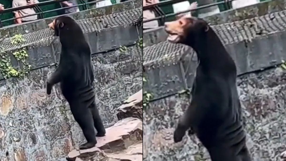 Las personas denuncian que el zoologico pone a personas disfrazadas en lugar de osos.