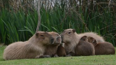 El producto fue analizado tras la sospecha de estar vinculado con un caso de botulismo.