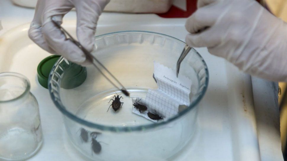 Crean un insecticida para mosquitos, moscas y vinchucas que no daña el medio ambiente