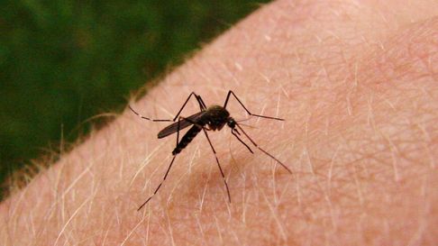 Todo Jujuy | Mosquitos.jpg