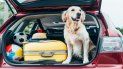 consejos para no sufrir y salir de vacaciones tranquilo con tus mascotas consejos para no sufrir y salir de vacaciones tranquilo con tus mascotas