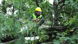 Antes del otoño, el municipio pidió evitar la mutilación del arbolado urbano y recordó cómo tramitar una poda o extracción de árboles en la vereda.