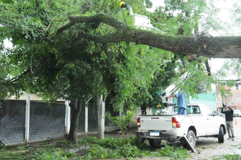 Arbolado urbano: cómo reportar riesgos y qué señales observar para evitar inconvenientes Arbolado urbano: cómo reportar riesgos y qué señales observar para evitar inconvenientes