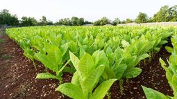 Acordaron un aumento del 35% en el precio del tabaco
