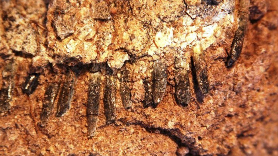 Encontraron en Neuquén una nueva especie de dinosaurio: el Bajadasaurus