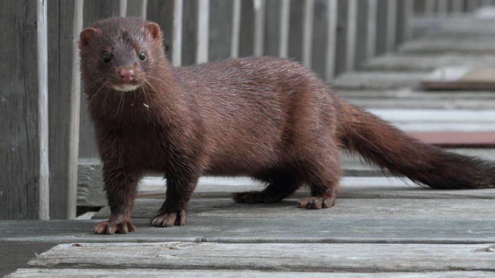Según el último informe dado a conocer por los EEUU, el Visón Americano sería el primer animal silvestre en dar positivo en covid-19.