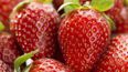 Salieron las primeras frutillas: a cuánto se vende el kilo en Jujuy