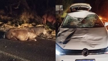 Un caballo provocó un siniestro sobre Ruta 9 a la altura de El Carmen