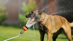 Recomendaciones para evitar golpes de calor