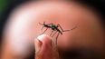 Alerta por chikungunya en Salta: Hay al menos 200 personas con secuelas.