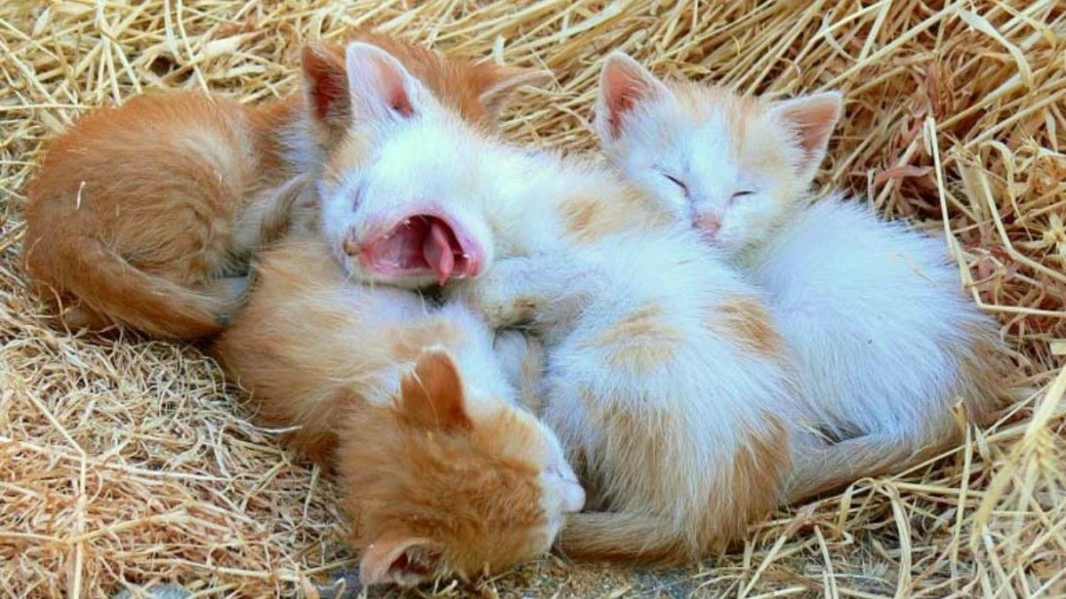 Efemérides: hoy es el Día Mundial de la Esterilización Animal.&nbsp;