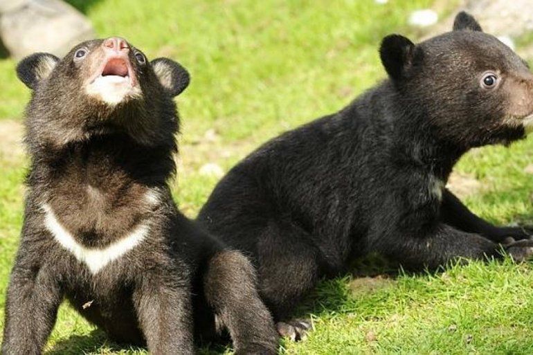 oso negro