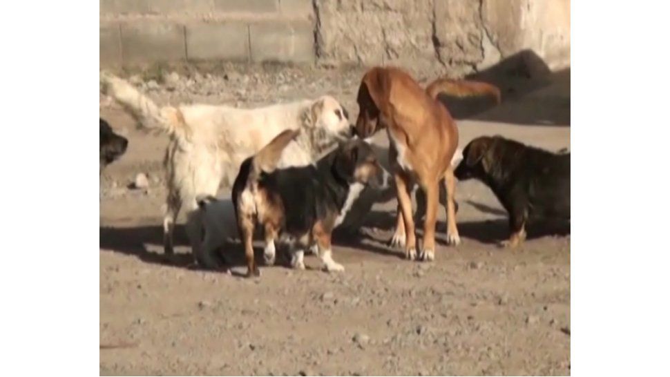 Perros envenenados