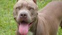 Un pitbull atacó a una bebé de 8 meses en san Pedro. (Imagen ilustrativa)