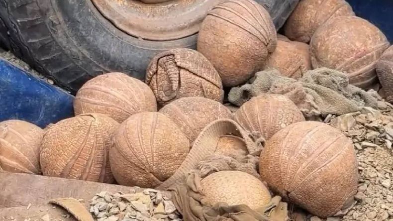 Palma Sola: decomisaron 20 quirquinchos que estaban en manos de cazadores 