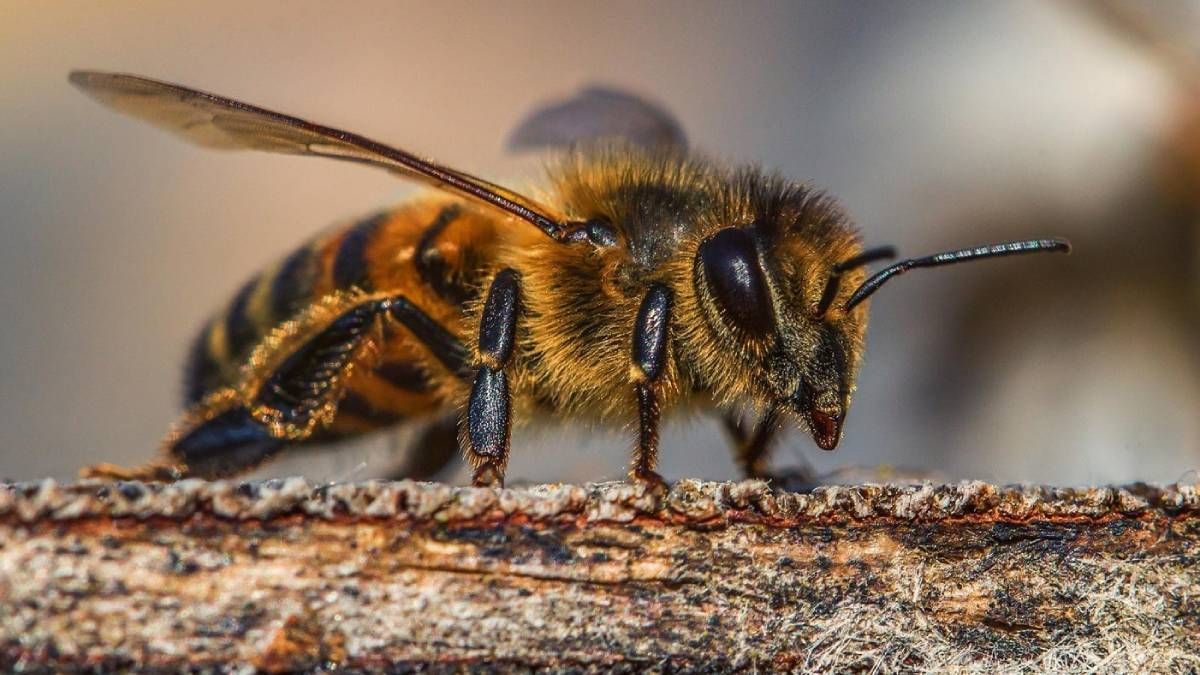 Alertan por la presencia de abejas en zonas urbanas de Jujuy: crecen los pedidos de rescate