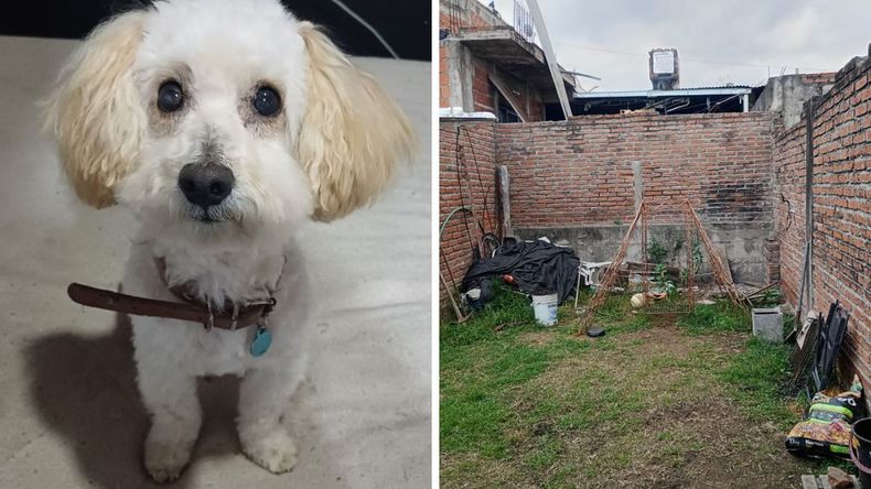 Dolor por la muerte del caniche Jorge.