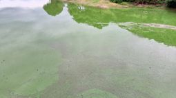 Solicitan evitar la pesca en el dique Los Alisos por la presencia de algas peligrosas