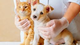 Cronograma de castración de mascotas en capital: las fechas de esta semana