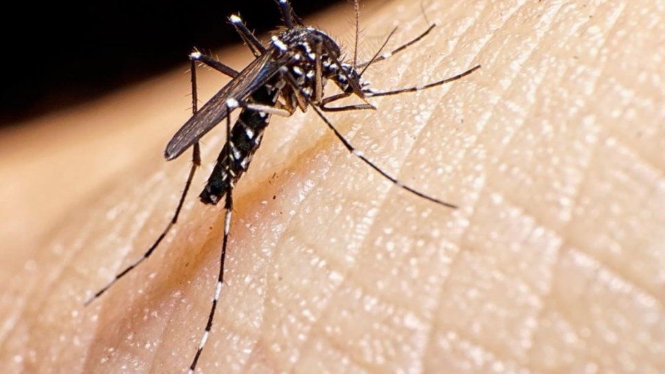 Confirman en Jujuy 46 casos de dengue positivo y autóctono