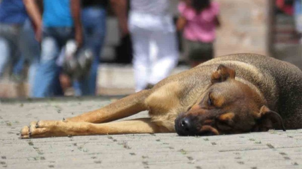 Río Blanco: Reportaron perros abandonados en peregrinación