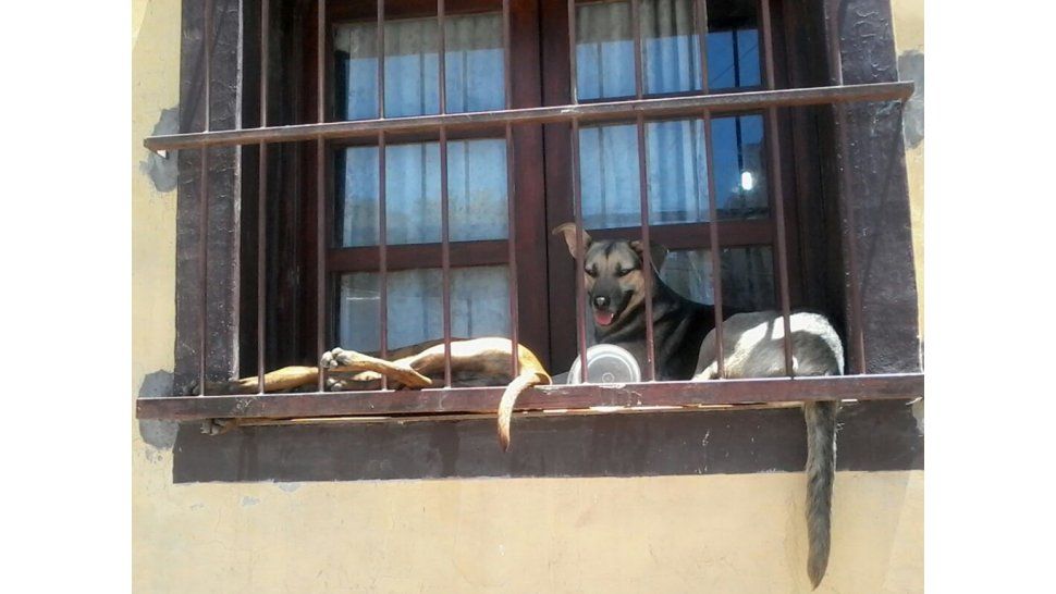 Perros maltratados