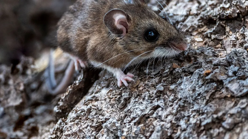 Hantavirus.